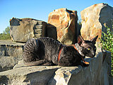 Brian Cornelian Cornish Rex Cat