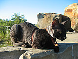 Brian Cornelian Cornish Rex Cat