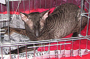 Brian Cornelian Cornish Rex Cat