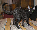 Blackmore Cornelian Cornish Rex Cat