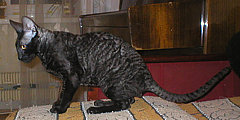 Blackmore Cornelian Cornish Rex Cat