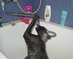 Blackmore Cornelian Cornish Rex Cat