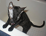 Blackmore Cornelian Cornish Rex Cat