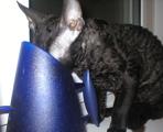 Blackmore Cornelian Cornish Rex Cat