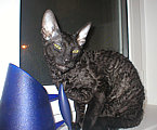 Blackmore Cornelian Cornish Rex Cat