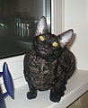 Blackmore Cornelian Cornish Rex Cat