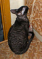 Blackmore Cornelian Cornish Rex Cat