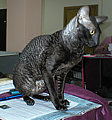 Brian Cornelian Cornish Rex Cat