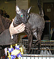 Blackmore Cornelian Cornish Rex Cat