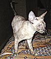 Bella Bravo Cornelian Cornish Rex Cat