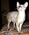 Bella Bravo Cornelian Cornish Rex Cat