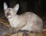 Bella Bravo Cornelian Cornish Rex Cat