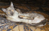 Bella Bravo Cornelian Cornish Rex Cat