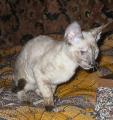 Bella Bravo Cornelian Cornish Rex Cat