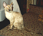 Bella Bravo Cornelian Cornish Rex Cat
