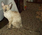 Bella Bravo Cornelian Cornish Rex Cat