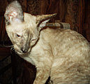 Bella Bravo Cornelian Cornish Rex Cat