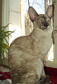 Bella Bravo Cornelian Cornish Rex Cat