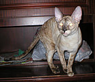 Bella Bravo Cornelian Cornish Rex Cat