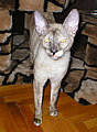 Bella Bravo Cornelian Cornish Rex Cat