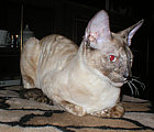 Bella Bravo Cornelian Cornish Rex Cat