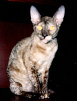 Bella Bravo Cornelian Cornish Rex Cat