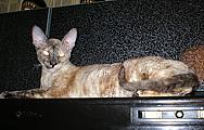 Bella Bravo Cornelian Cornish Rex Cat