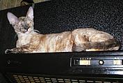 Bella Bravo Cornelian Cornish Rex Cat