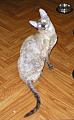 Bella Bravo Cornelian Cornish Rex Cat