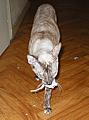 Bella Bravo Cornelian Cornish Rex Cat