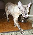 Bella Bravo Cornelian Cornish Rex Cat