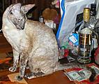 Bella Bravo Cornelian Cornish Rex Cat