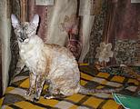 Bella Bravo Cornelian Cornish Rex Cat