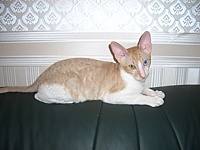 Lionel Cornelian