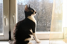 Prince Florizel Cornelian