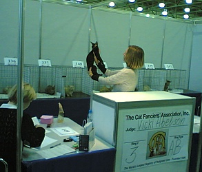 CFA CH Seglin Rex Isidora of Cornelian at CFA Show