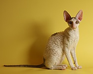Cornelian Xin Qian